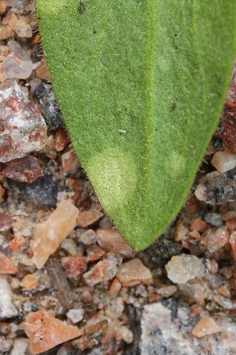 Entyloma gaillardianum - isäntä Gaillardia aristata 1995-0689 keruu 4998 87817