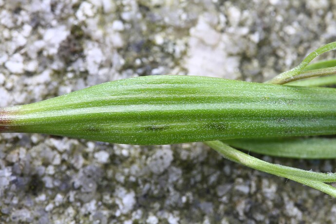 Vankya ornithogali - käenrieskannoki, isäntä Gagea minima keruu 4882 87076