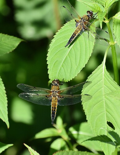 DSC_0878_2~2