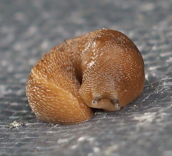 P7060003_2