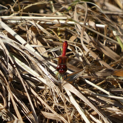 1140485_edit_1016377288867334