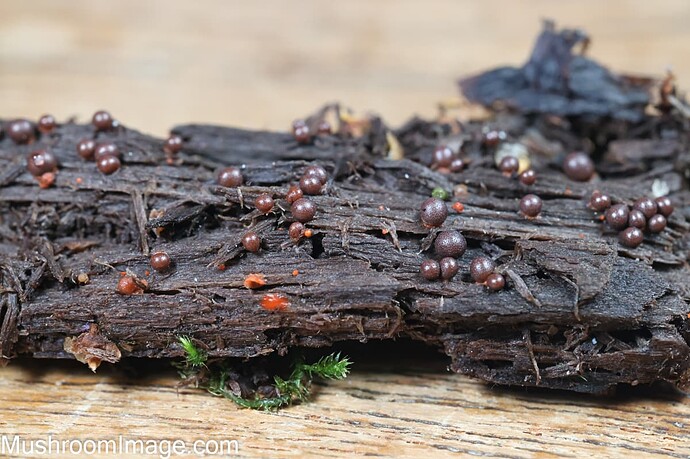 myxo323082025bakunkarr