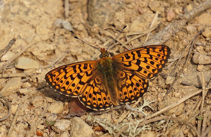 euphrosyne240524