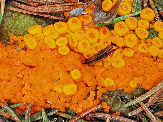 Byssonectria-fusispora-20030518