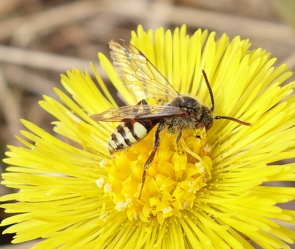 Nomada040521
