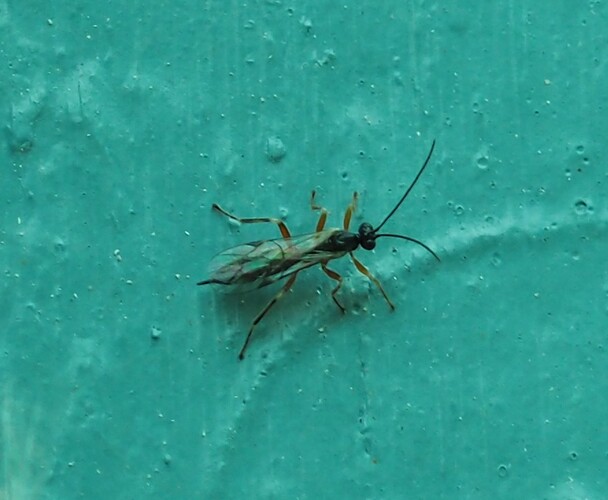 P7030033_2