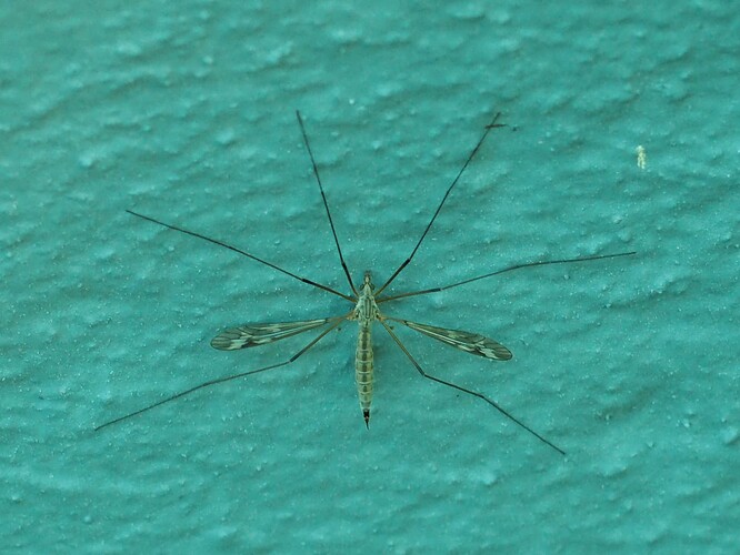 P7030020