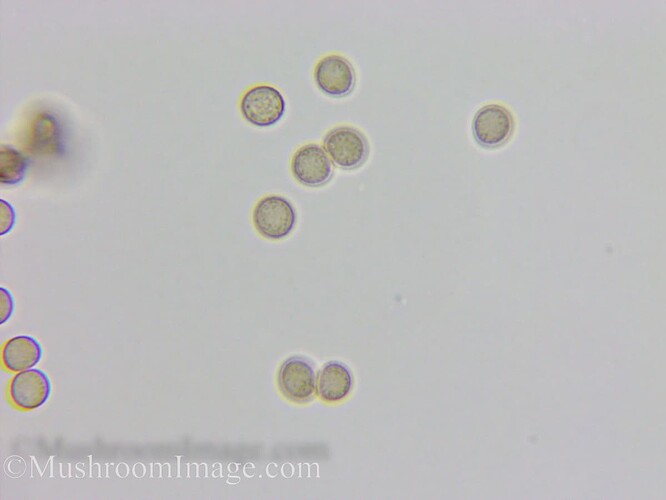 stemonitisaxifera16100x325062022tammisto