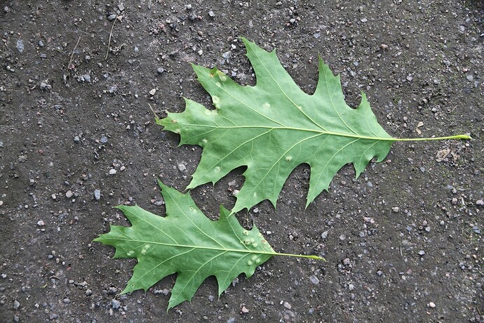 Taphrina caerulescens - isäntä Quercus rubra keruut 5056-5058 88236