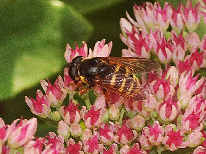 DSC_0011 – kopio (17)