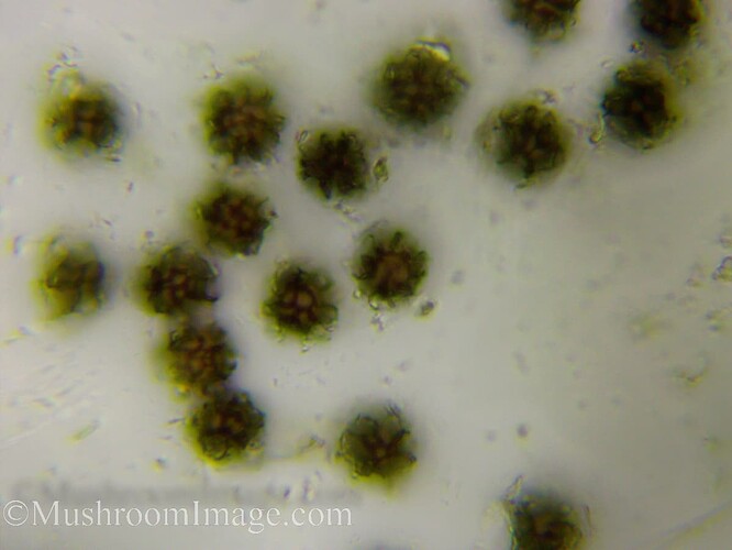 sclerodermabovista100x918102021malminhautausmaa