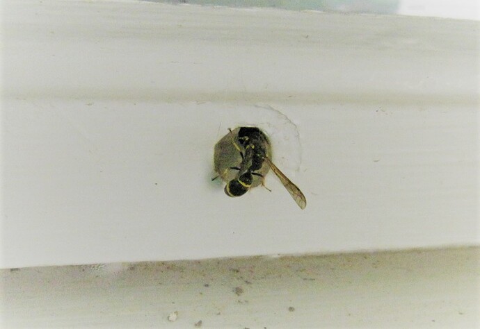 IMG_6206 Keltahietahukka – Mellinus arvensis