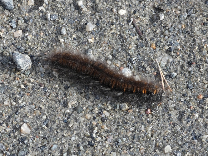 28032020 Heinähukka