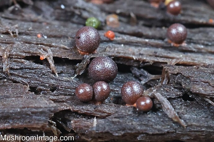 myxo323082025bakunkarrkroppi