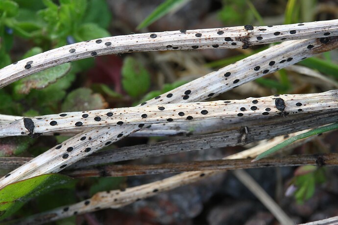 Lophodermium aucupariae - isäntä Sorbus decora 1984-0091 keruu 4922 87277
