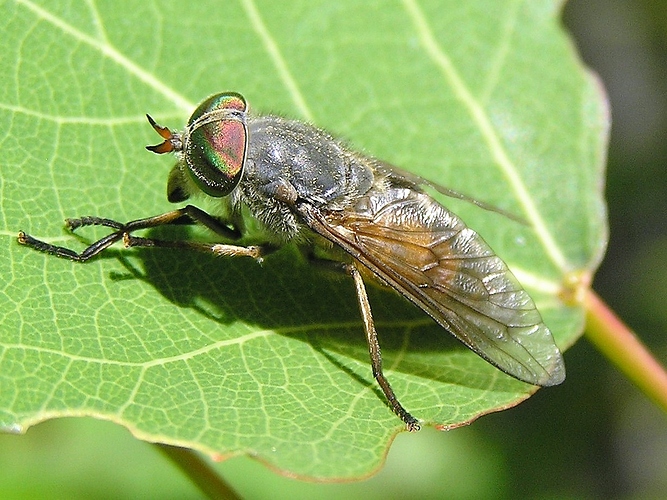 P7050147 (3)
