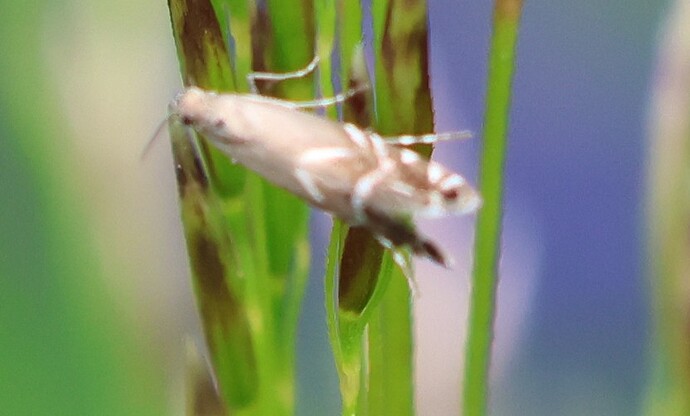 pienimikro030725