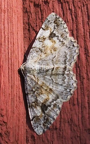 P7180074_2