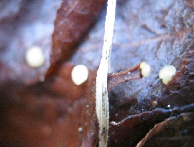 Hymenoscyphus_caprinicola0922