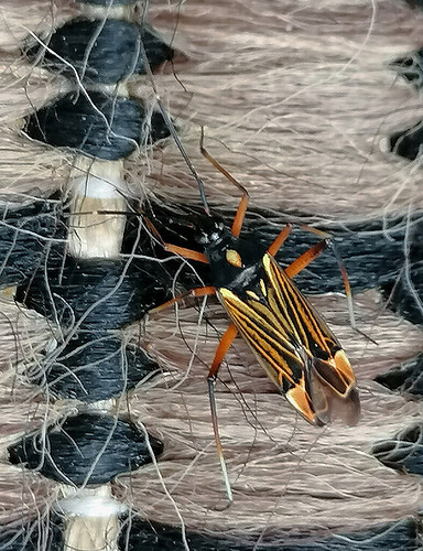 e5f466f415d63803d30d3d76660cf6574a3e7800_2_576x750