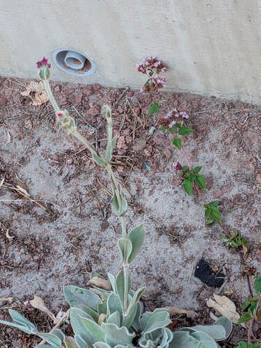 PXL_20250728_144225627.MP