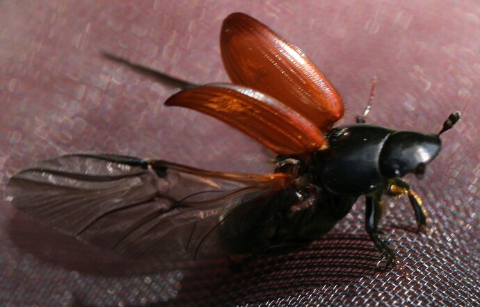 COL - 7.6.2023 c