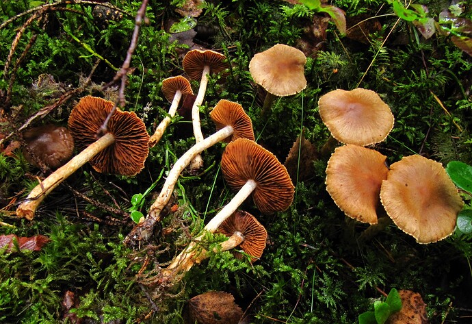 Telamonia PIR 050909 A2