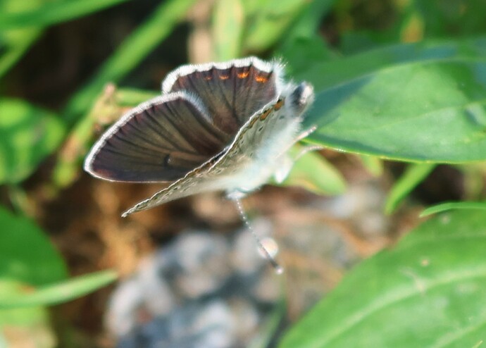 sinisiipi1