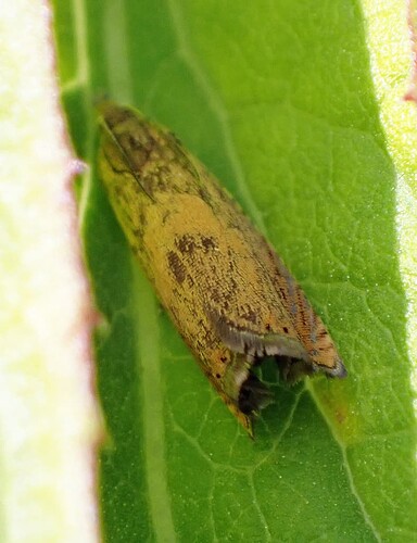 P7021857