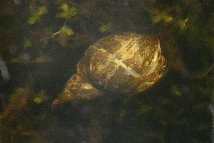 SON02460 l