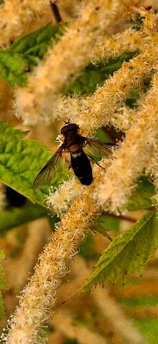 IMG-20250726-WA0003