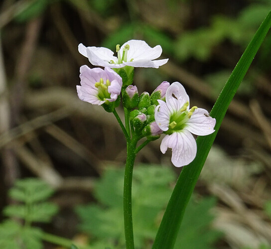 kasvi060621
