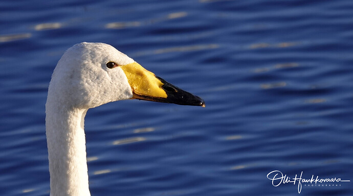 whooper_swan