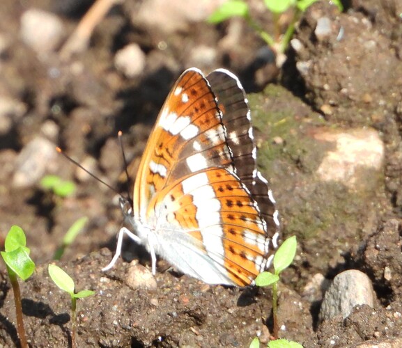 DSCN0486a