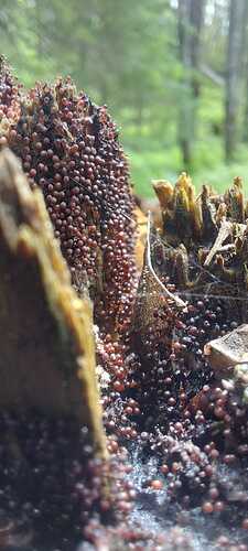 IMG-20250704-WA0000