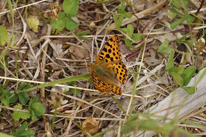 lathonia040725