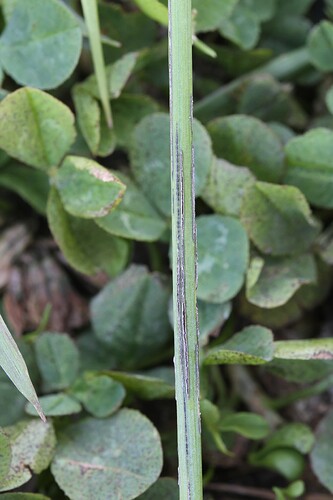 Urocystis alopecuri - puntarpäänryväsnoki, isäntä Alopecurus pratensis keruu 5032 88037