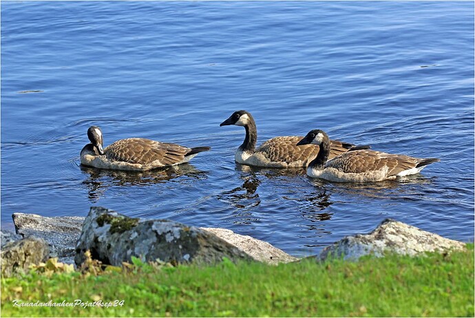 KabadanhanhenPojat4sep24