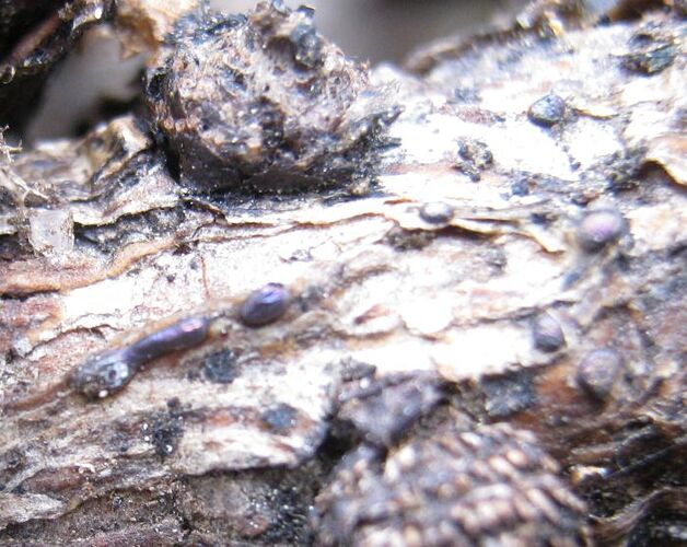 Diacheopsis_effusako020522