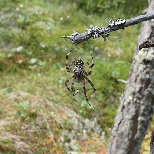 1130832_edit_285030046872414