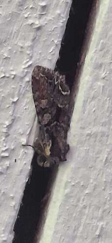IMG-20250629-WA0000