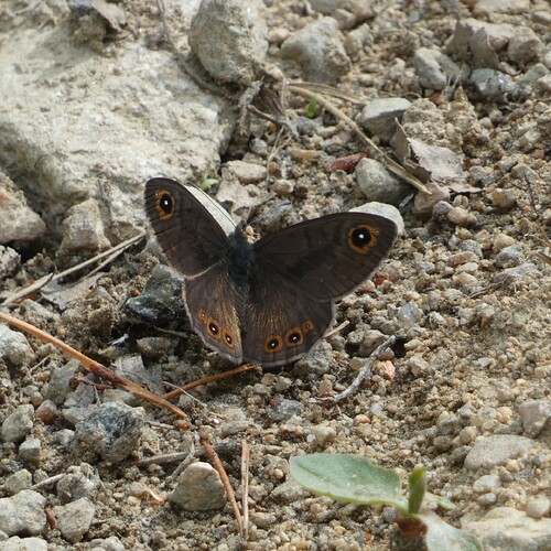 1110391_edit_2142329173779117