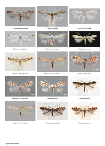 Gracillariidae