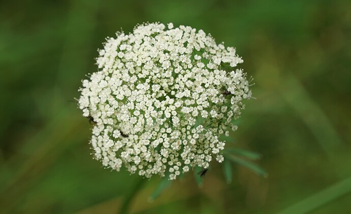 sarjakukkainen300725