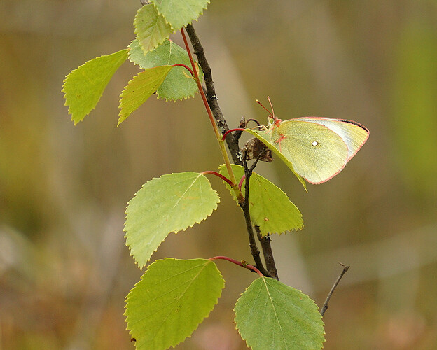 palaeno030725