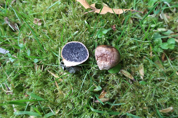 Scleroderma bovista 126.22 (2)