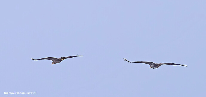 IMG_4535