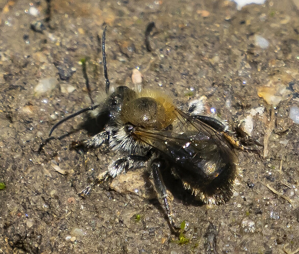 20250626-_X263803JVPieniKoko