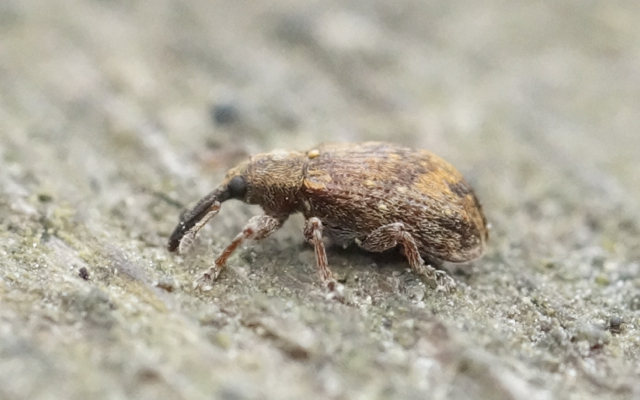 1b