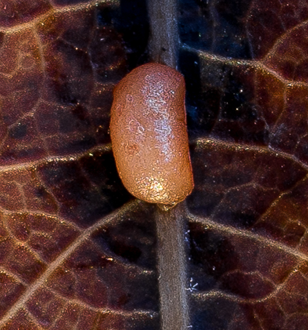 poskilampi_17112018-3538-2